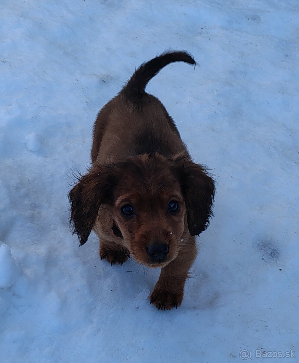 Jazvečík dlhosrsty štandard - 5