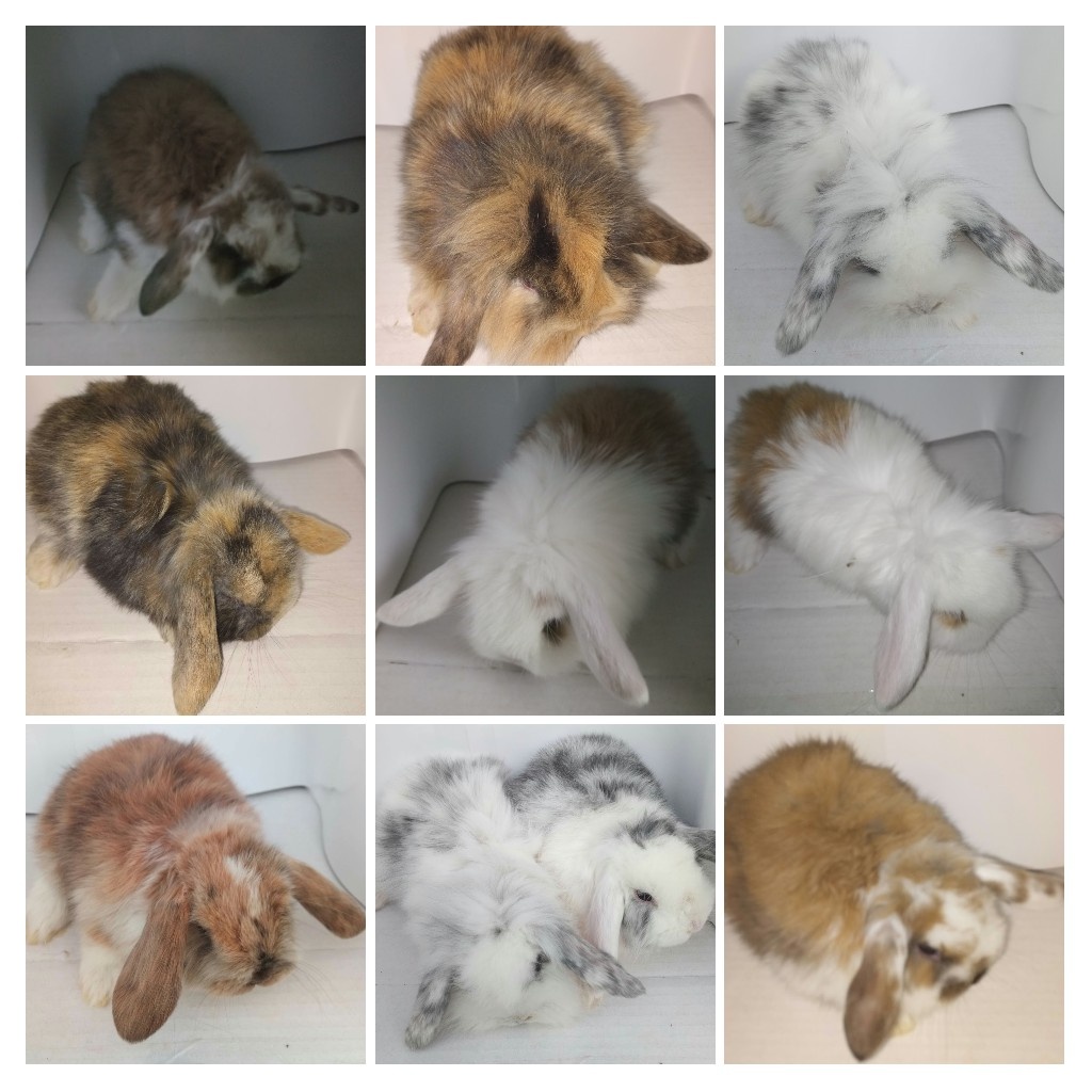 Predám zdrobnelé králiky, - 5