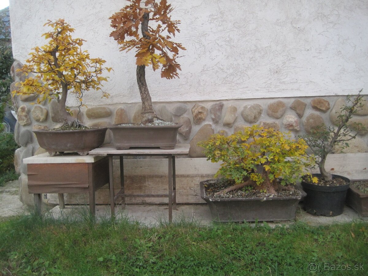 BONSAI,BONSAJ-DUB11 - 5