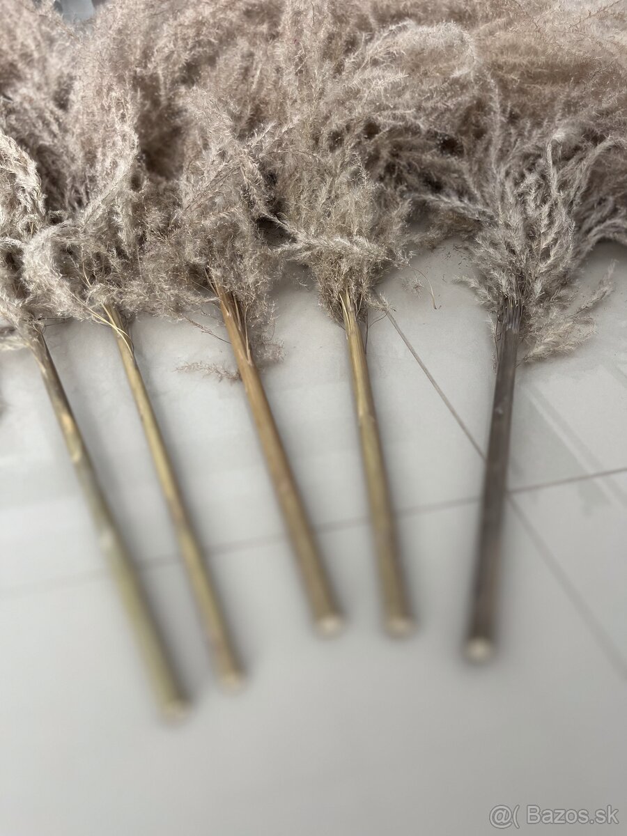 DEKORÁCIA DO INTERIÉRU - XXL exkluzívna pampová tráva - 5