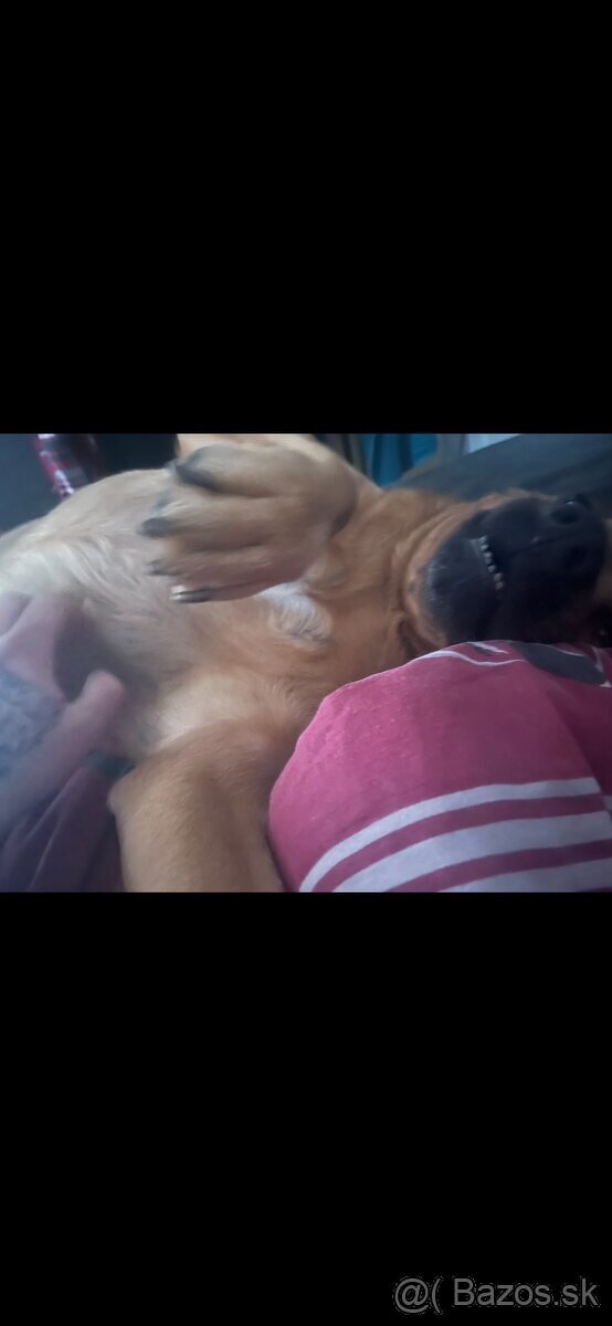 Darujem psíka do dobrých rúk - 5