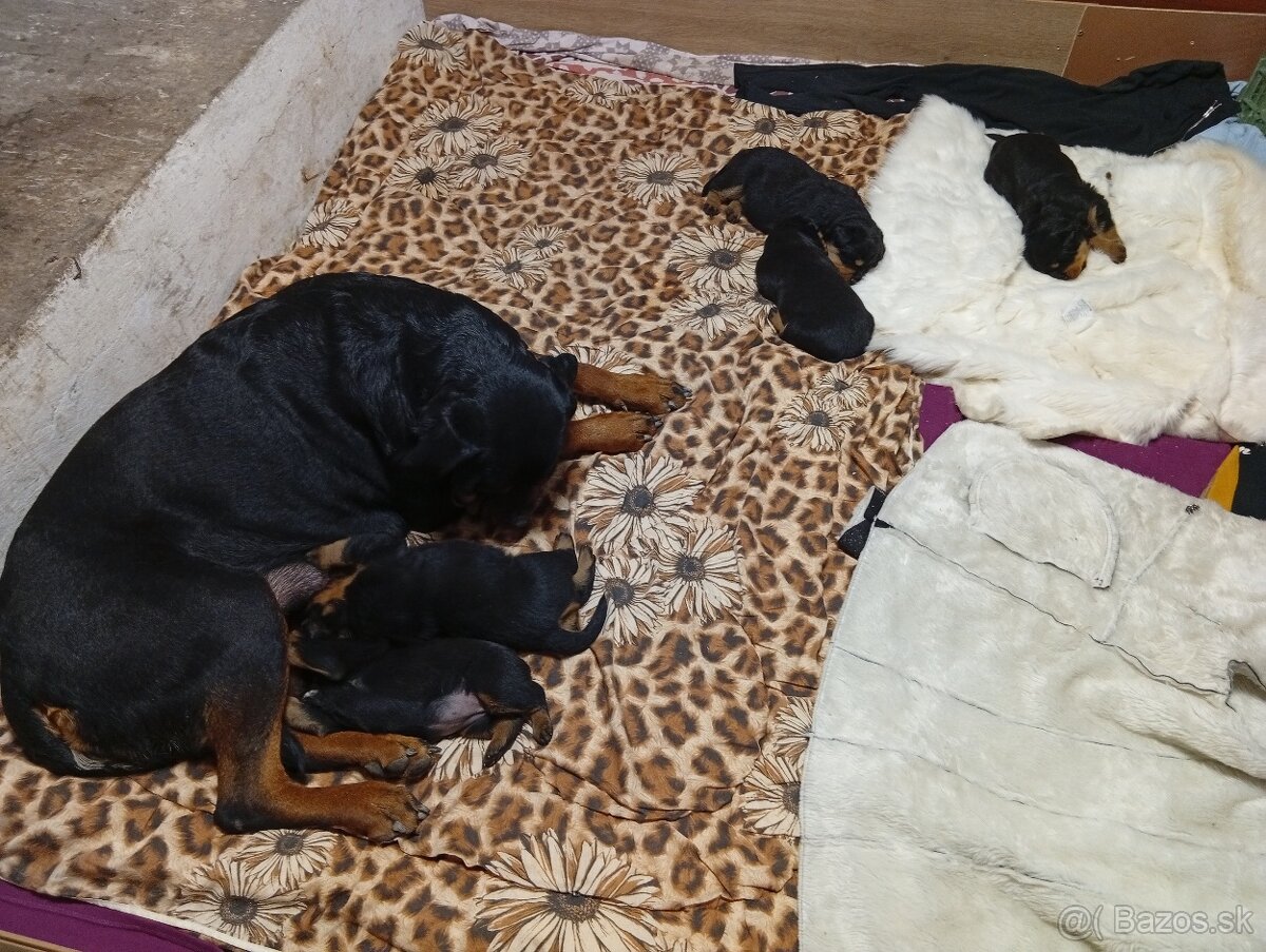 Šteňatá Rottweiler - 5