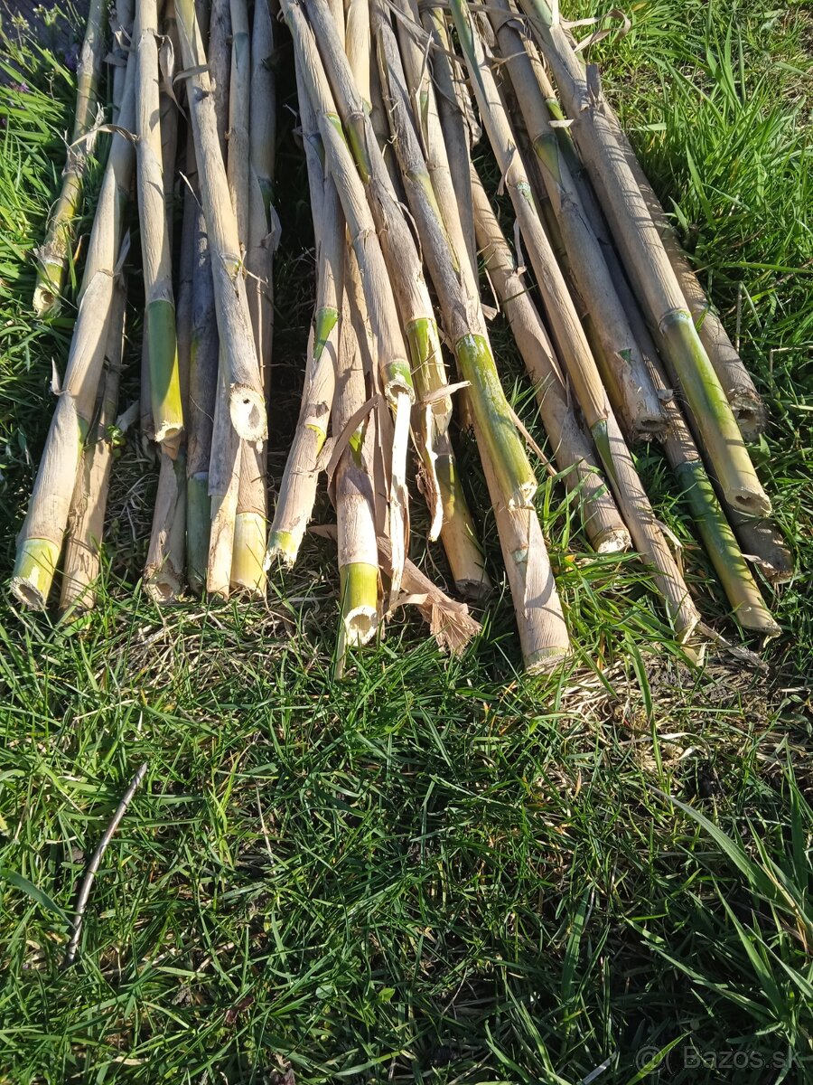 Bambusové tyče - 5