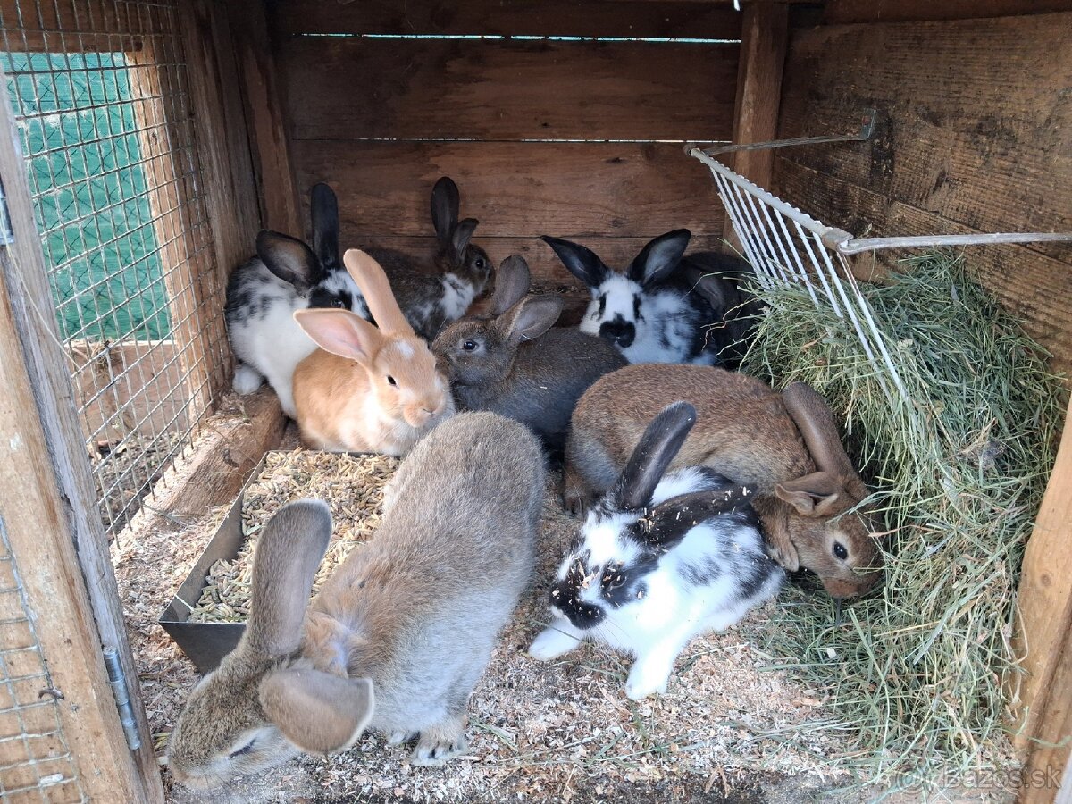 Predám králiky /zajace - 5