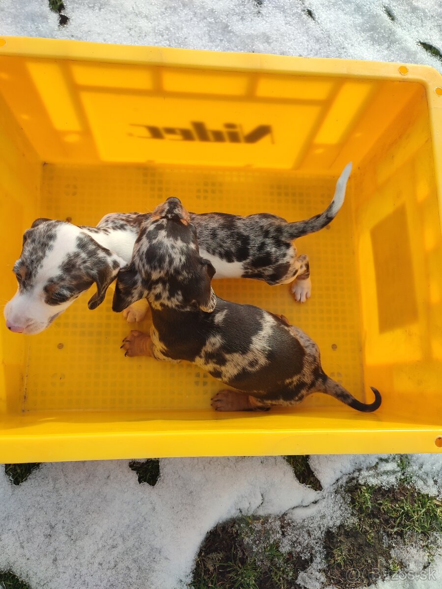 Jazvečik Trpaslici - 5