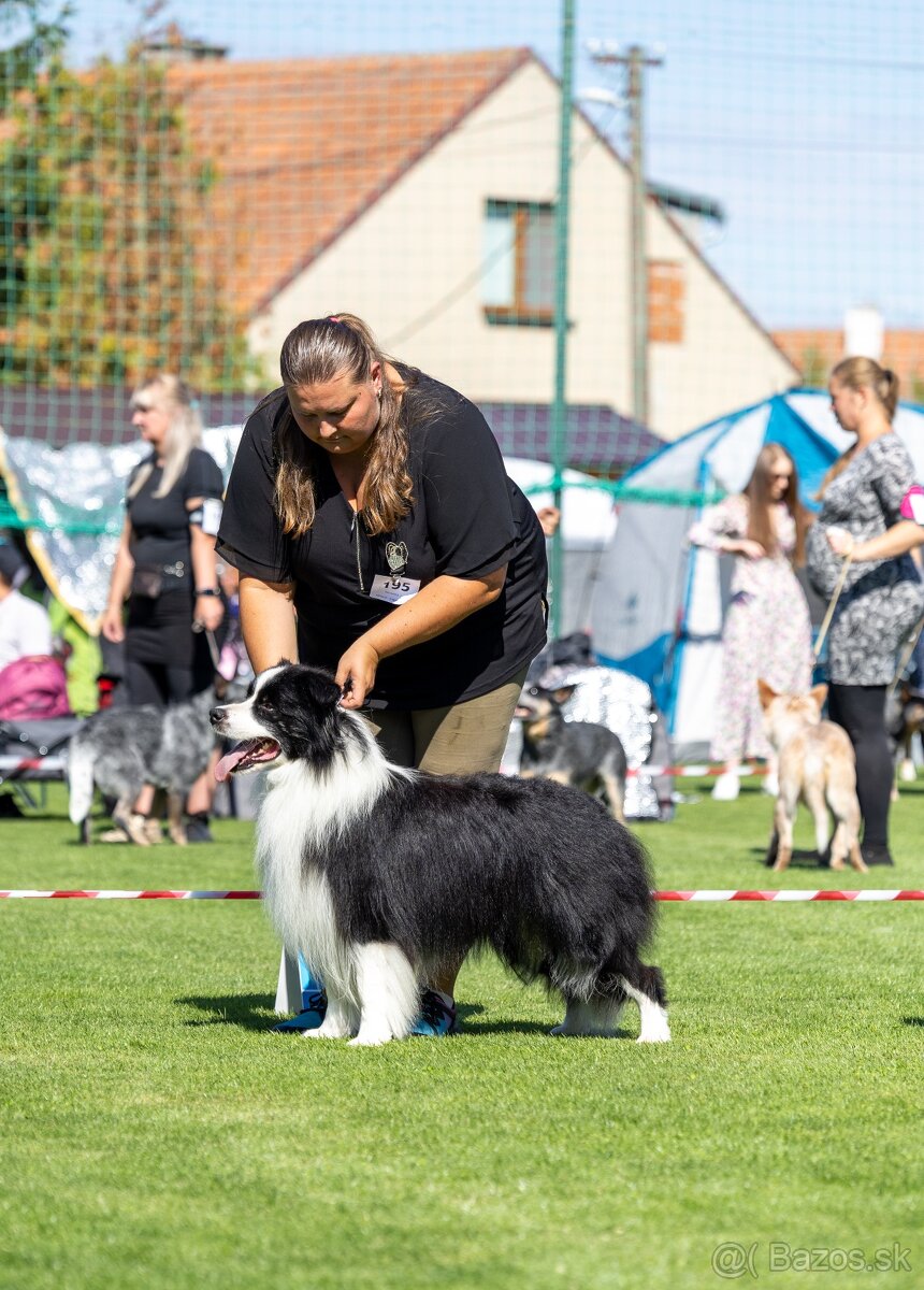 Border kólia s průkazem původu - 5