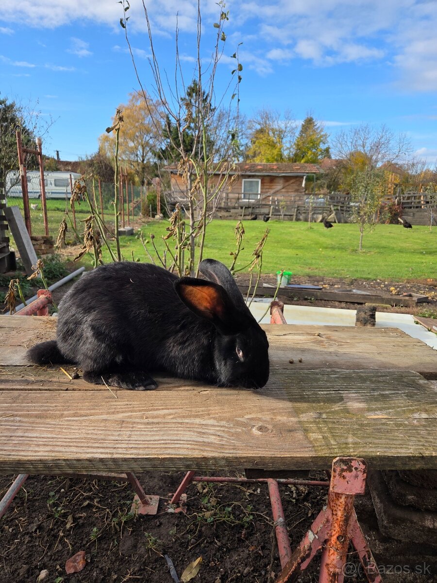 Samcov kralikov nar april 2025 - 5