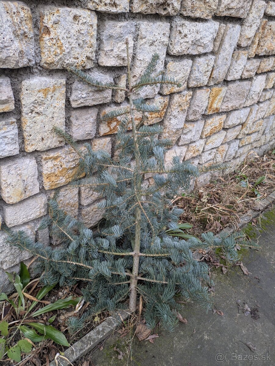 Živý vianočný stromček - 5