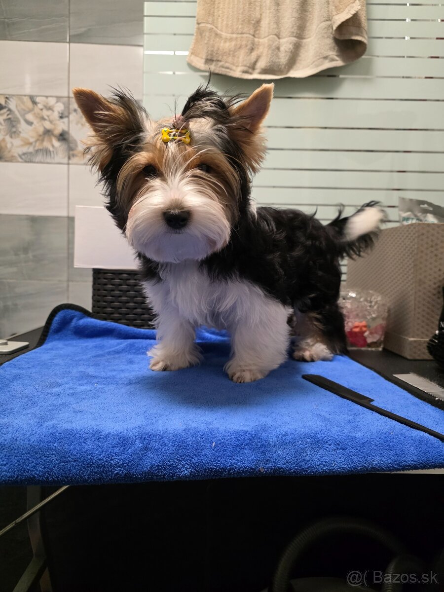 Predám fenečku yorkshir teriér biewer - 5