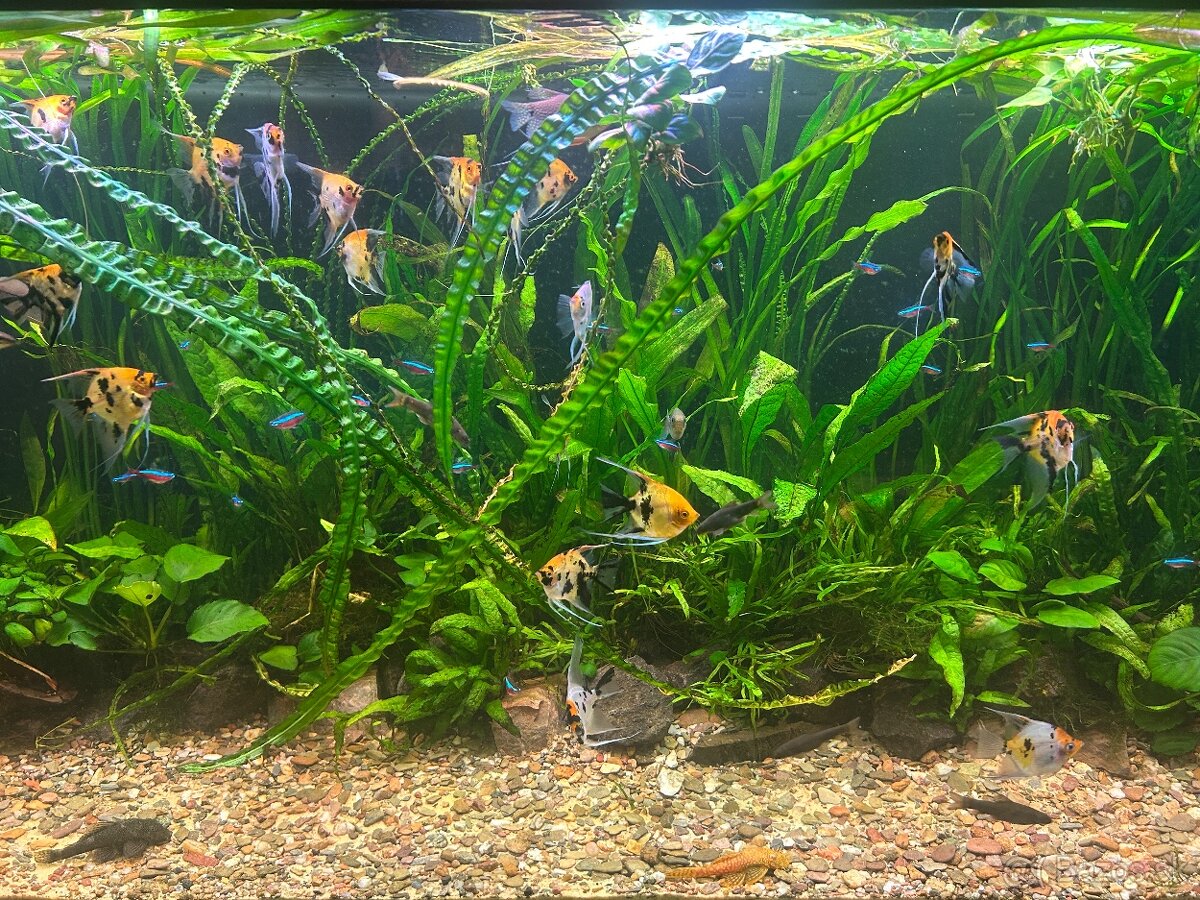 Skalar Koi/Red Devil - 5