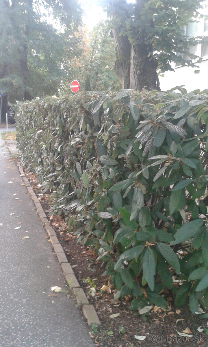 drevina KALINA VRÁSČITOLISTÁ - 5