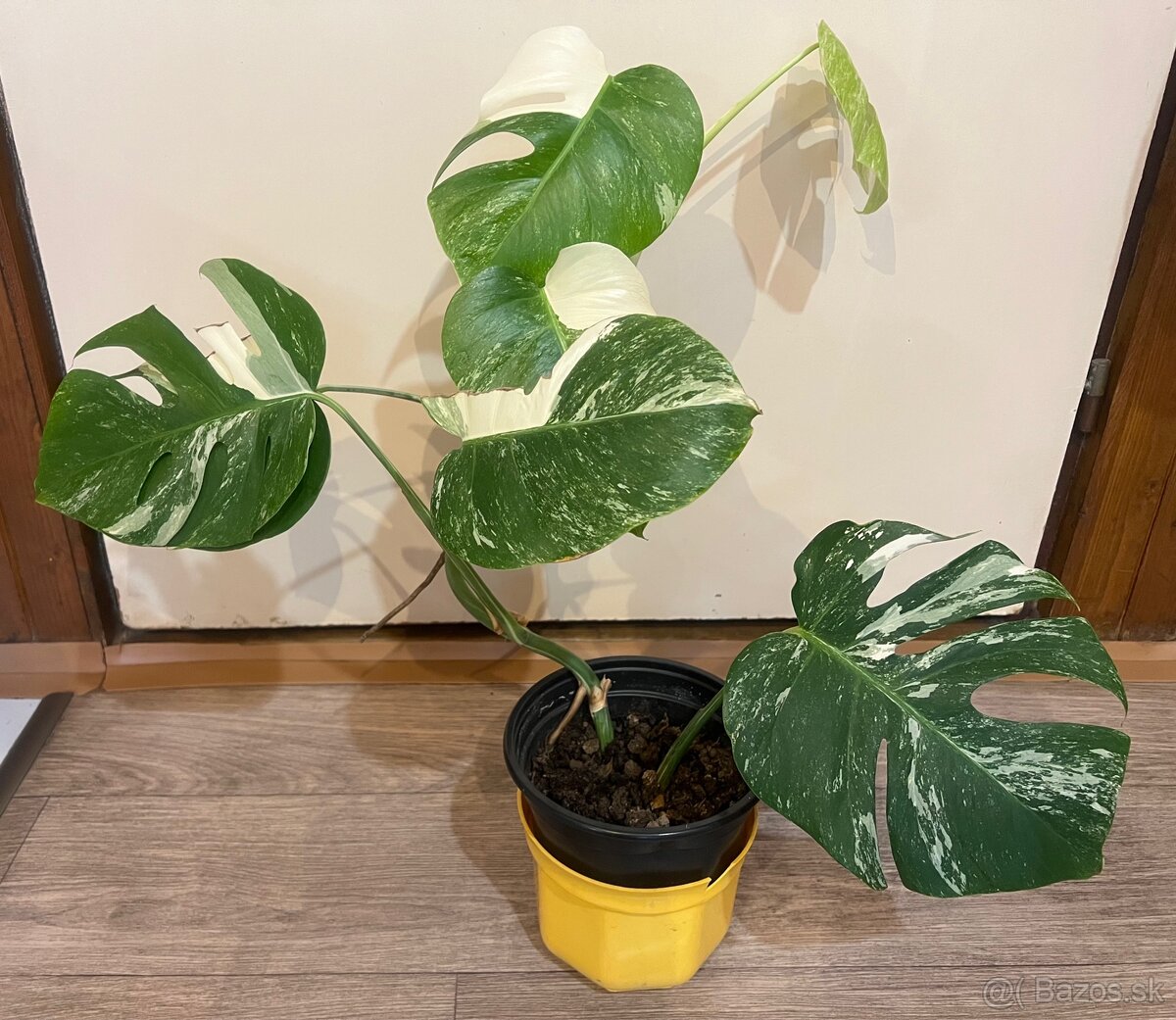 Monstera Albo Veriegata - 5