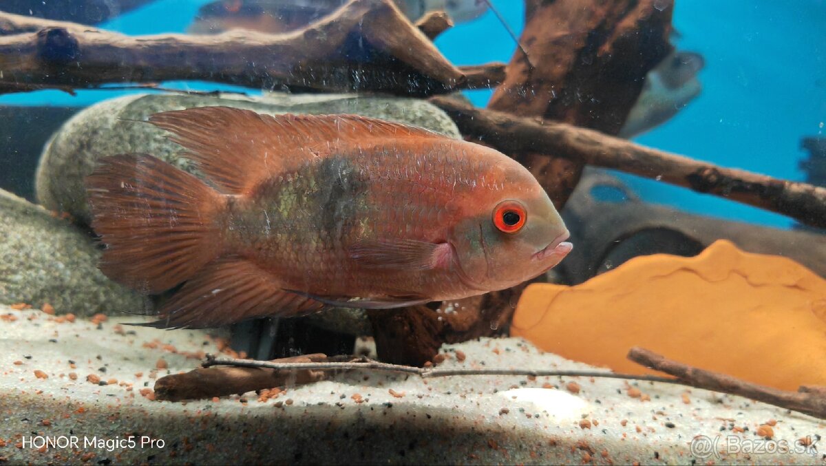 Americké cichlidy - 5