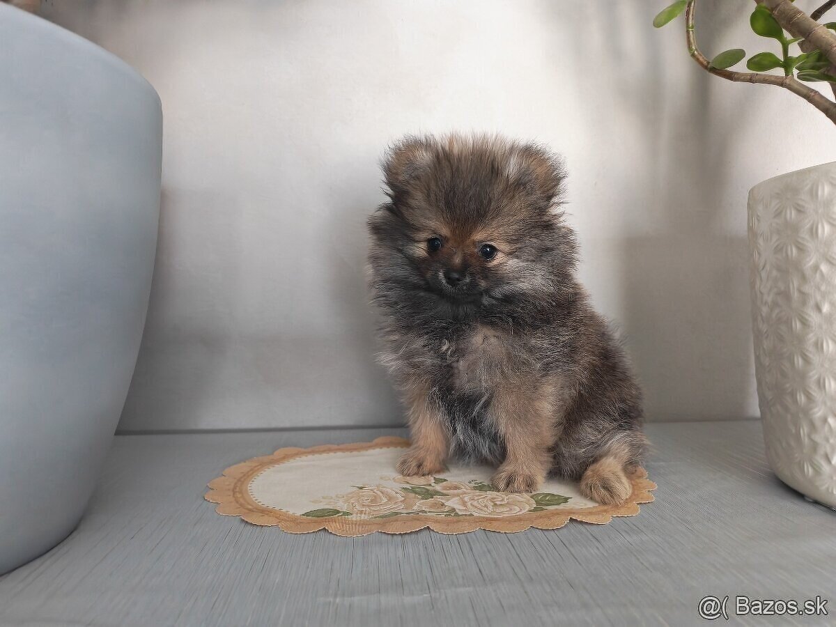 Pomeranian - 5