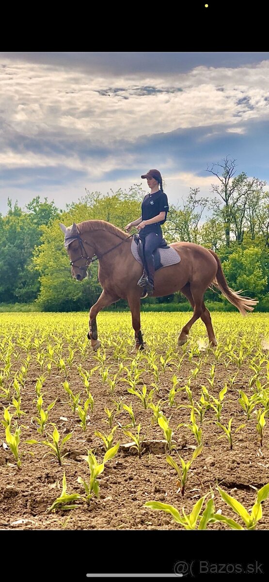 Predám kobylku - 5