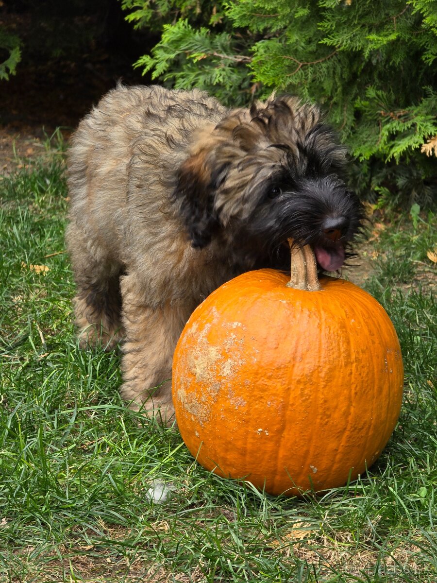 Katalánsky ovčiak s PP FCI - 5