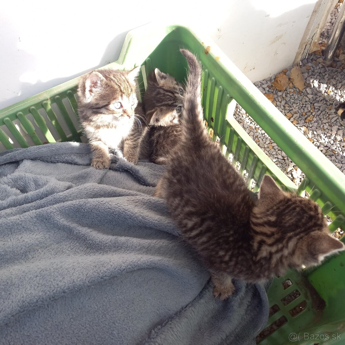 Darujem 6mačiatok - 5