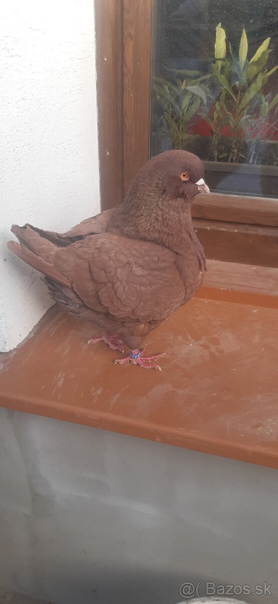 Americký King 2024. - 5