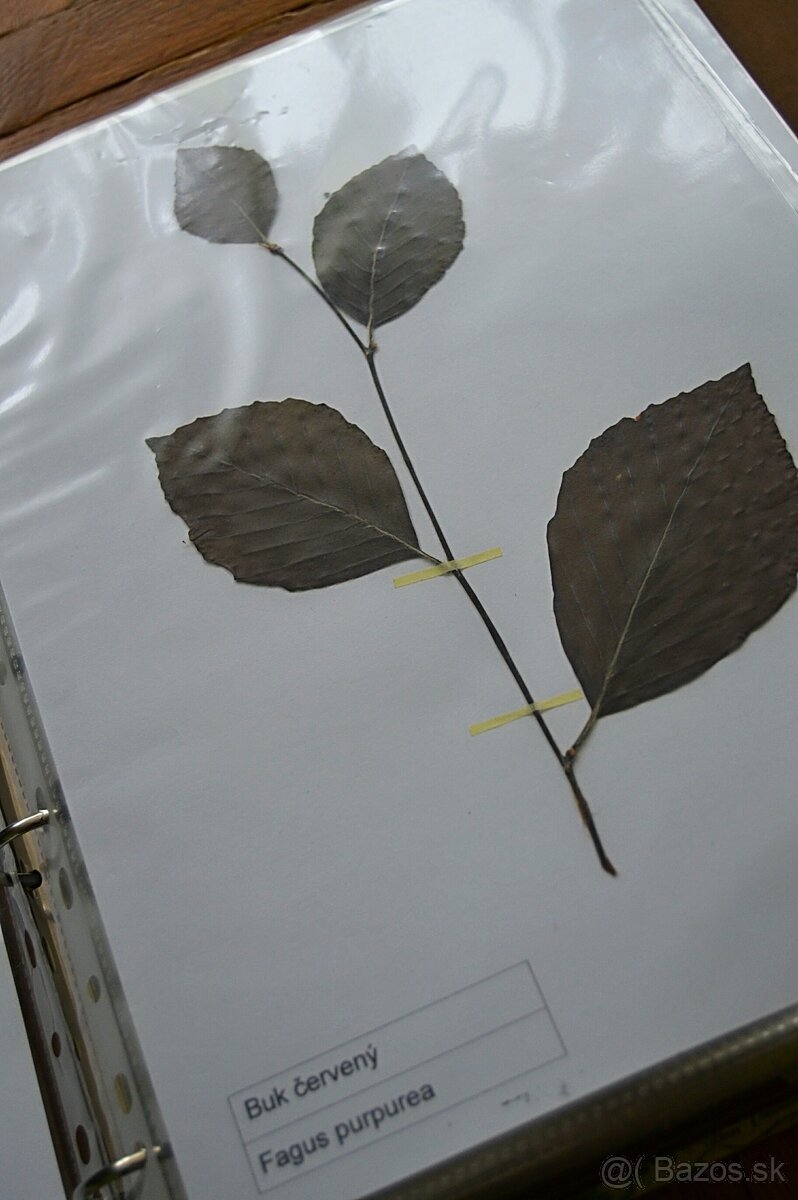 Zbierka listov, zbierka púčikov - 5