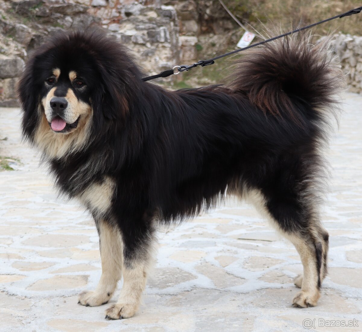 Tibetská doga - šteniatka s PP - 5