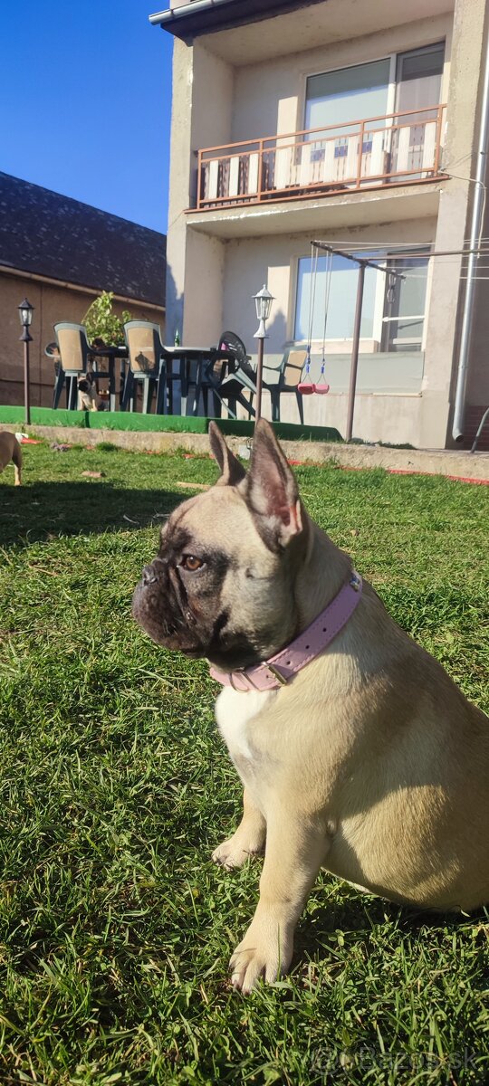 Francúzsky buldoček s PP - 5