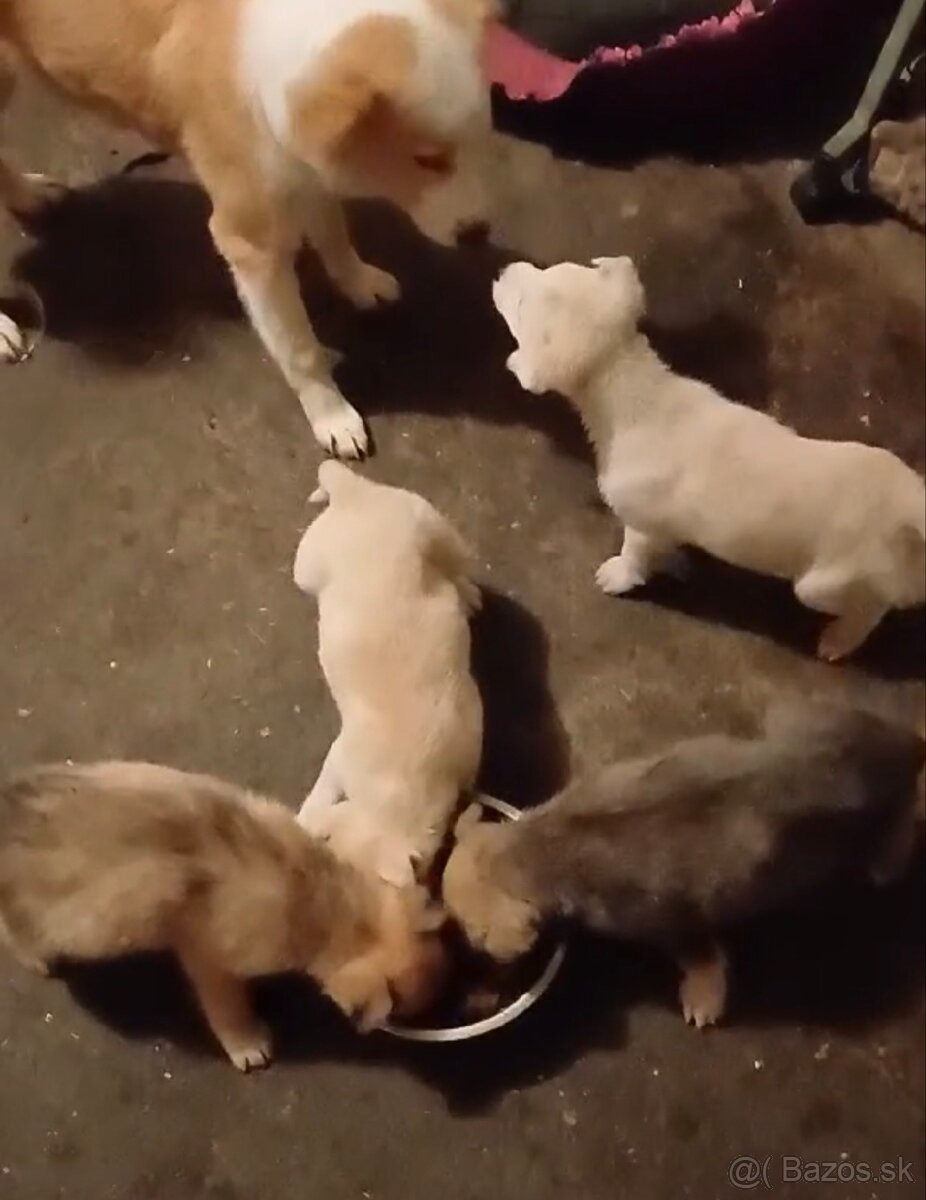 Darujem šteniatka - 5