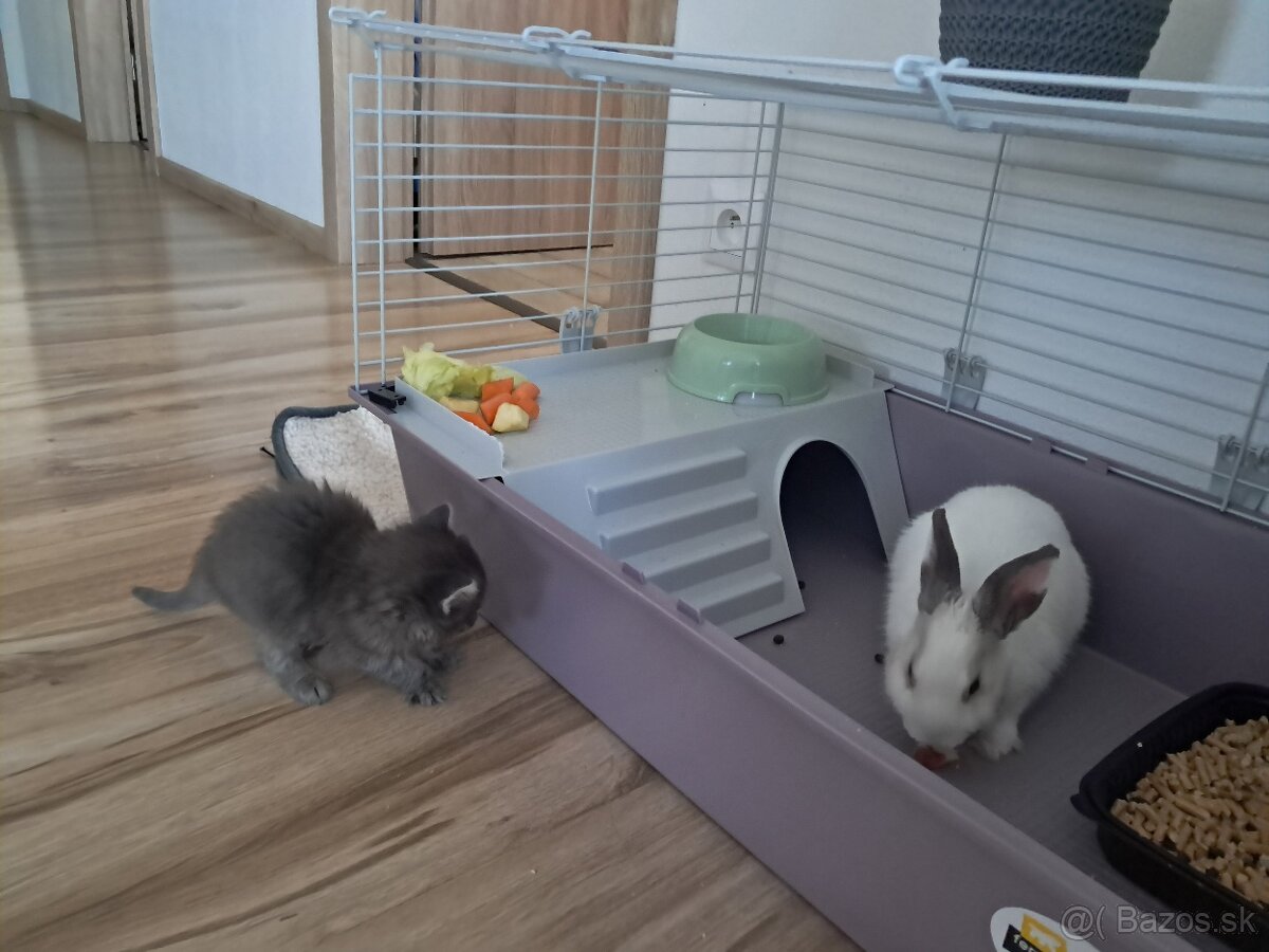 Zakrslý zajko + klietka - 5