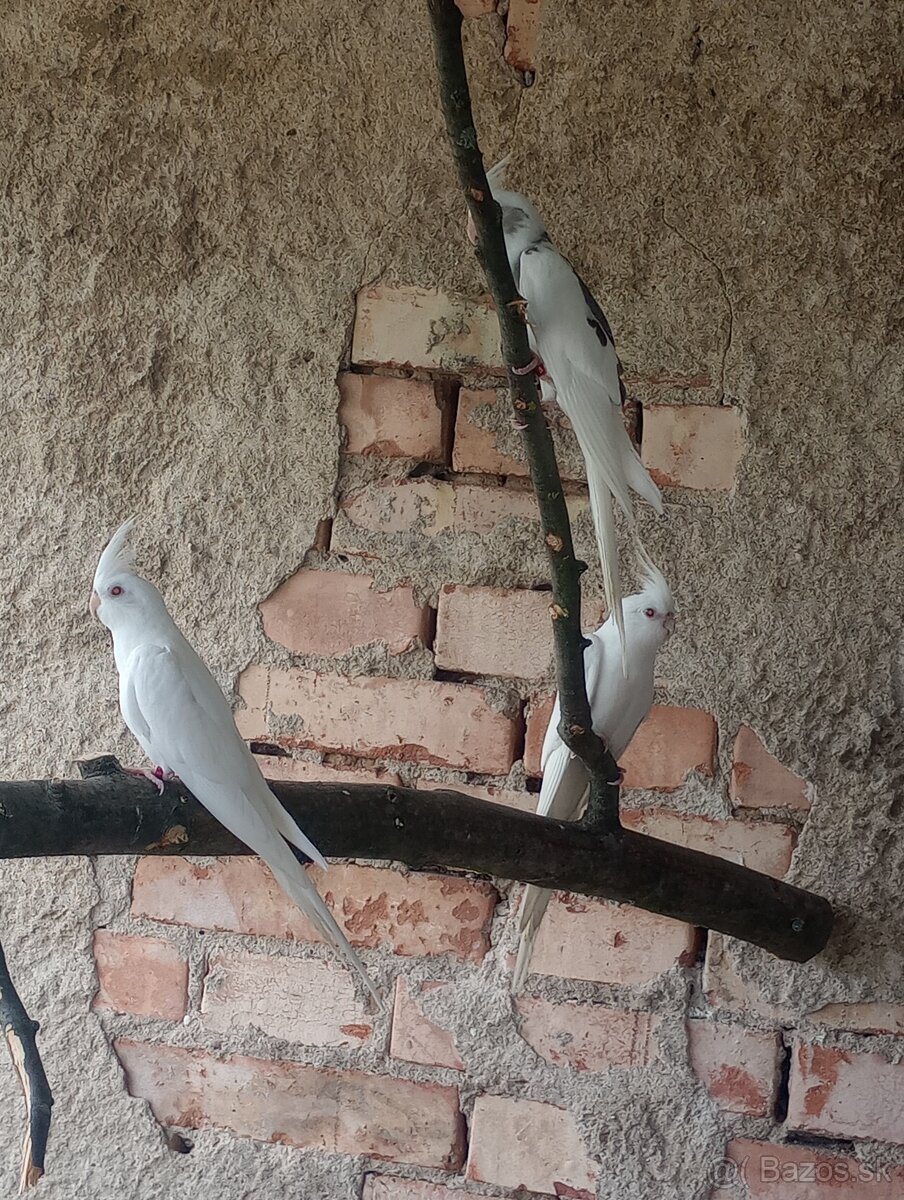 Predám papagáj spevavy korela a andulky - 5