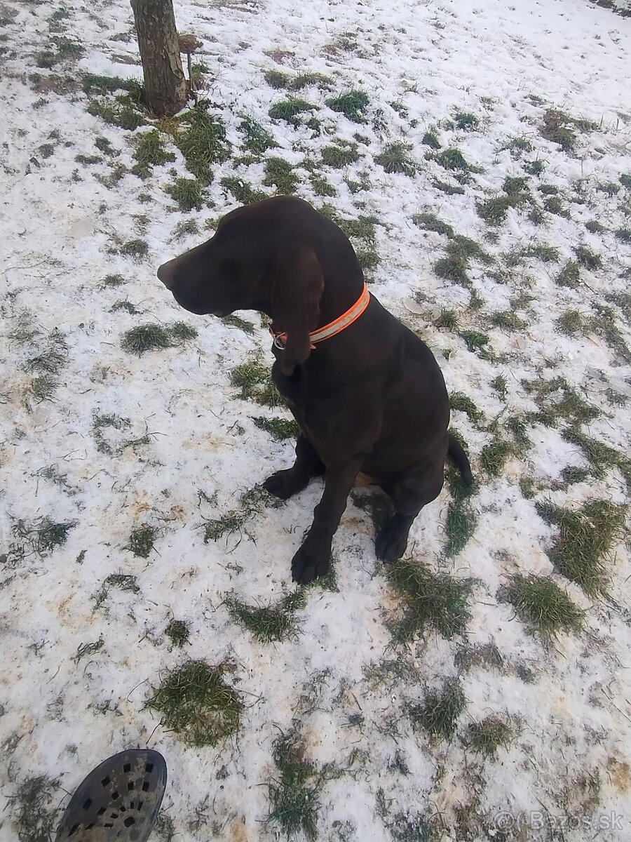 Predám poľovné šteniatko stavač kratkosrsti - 5