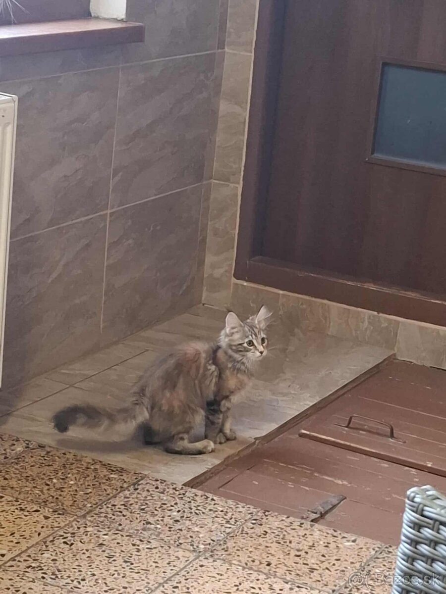 Mainska myvalia, MCO - 5