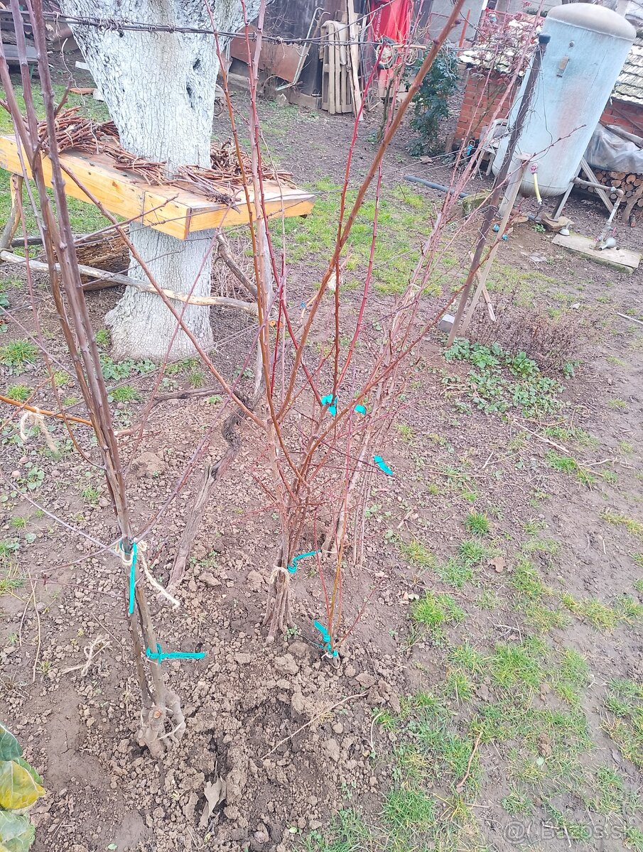 Ovocne stromceky - 5