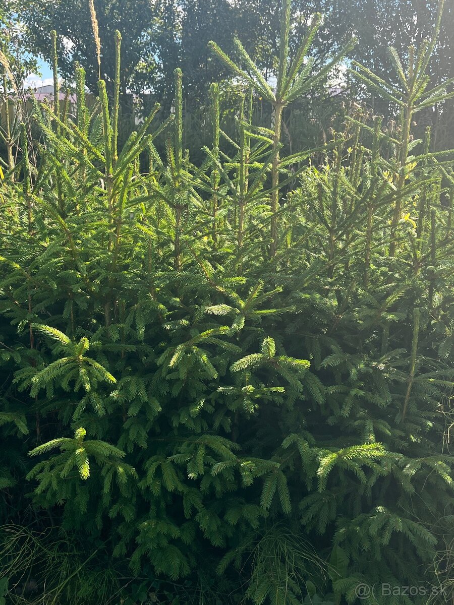 Predám krásne smreky a jedle.🌲 - 5