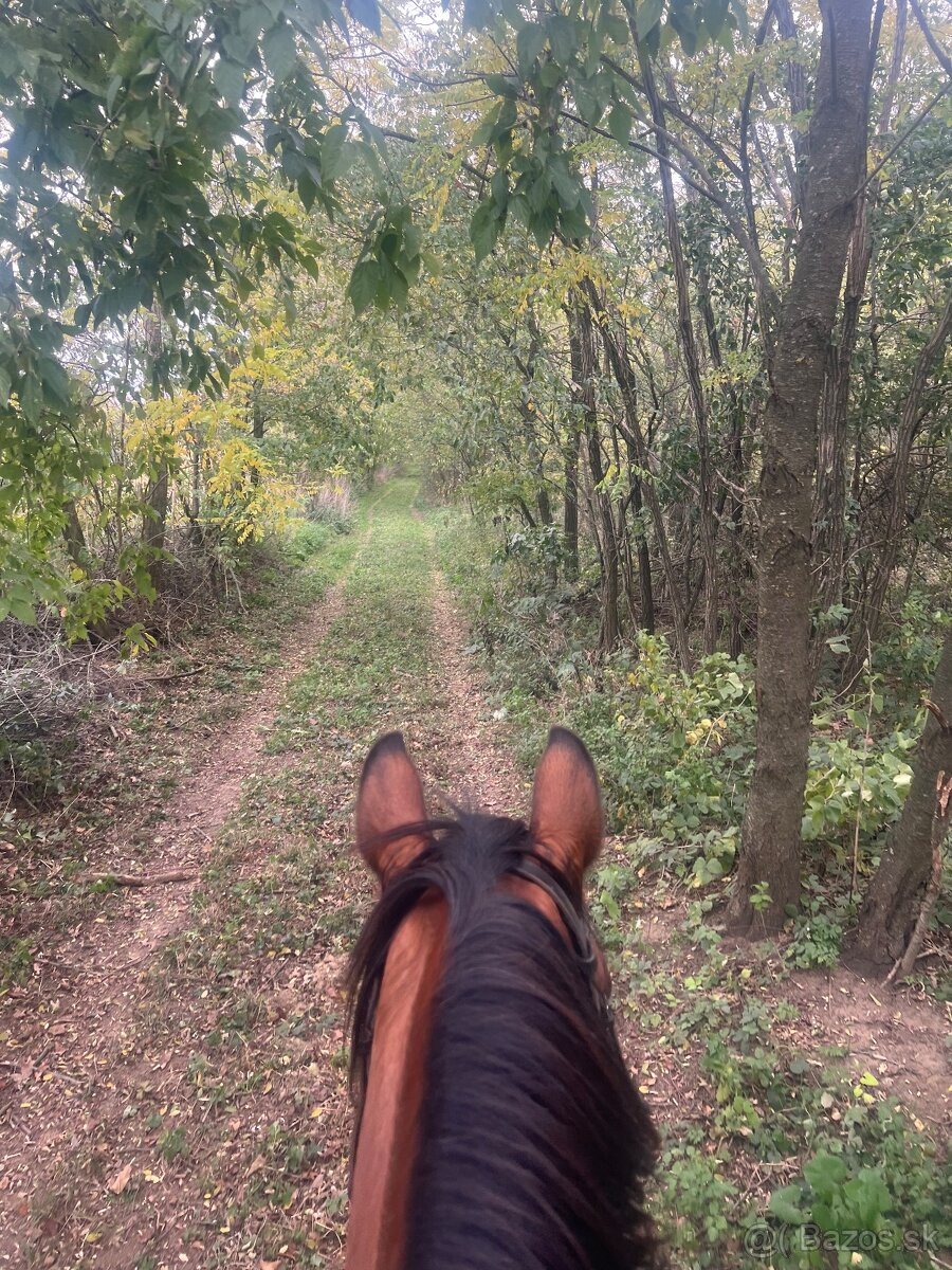 Kobylka na predaj - 5