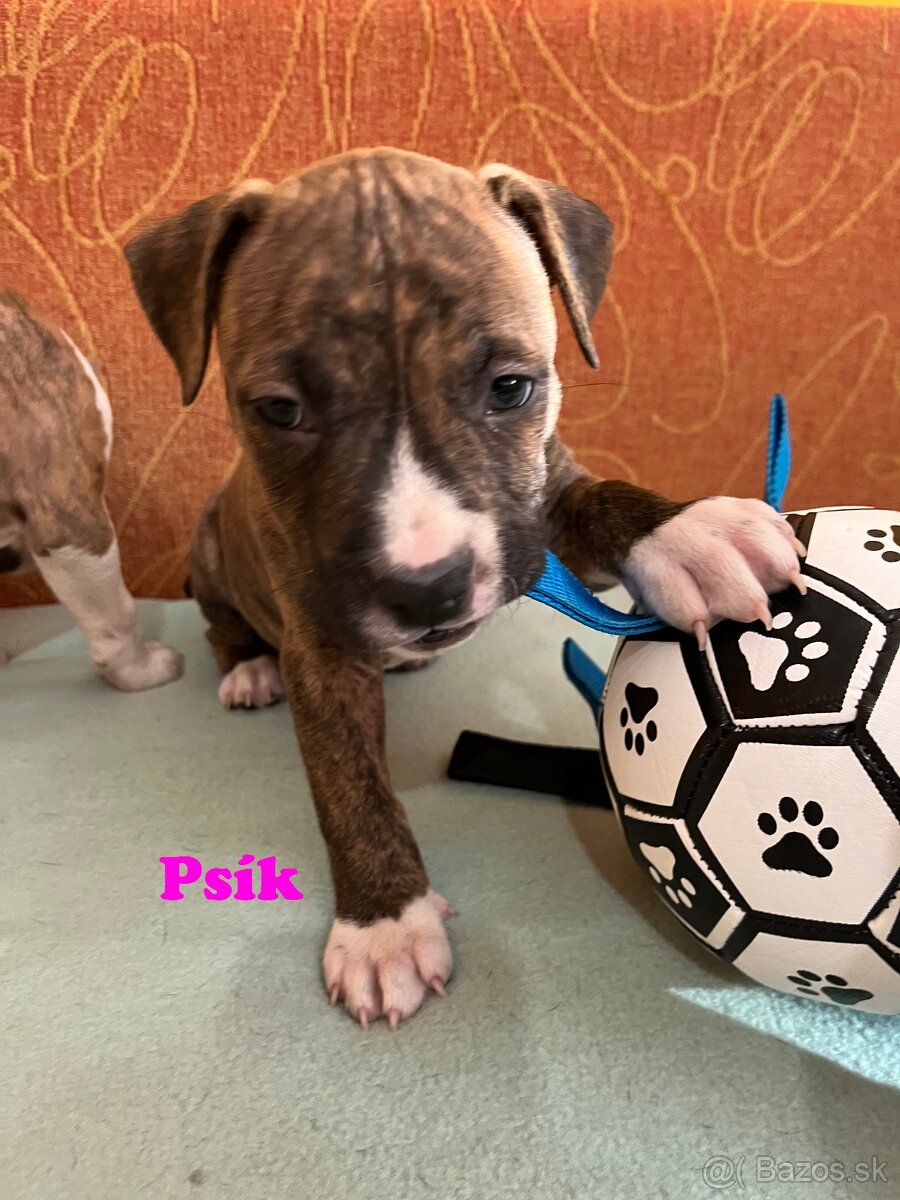 Americky Stafordšírský Terier šteniatka - 5