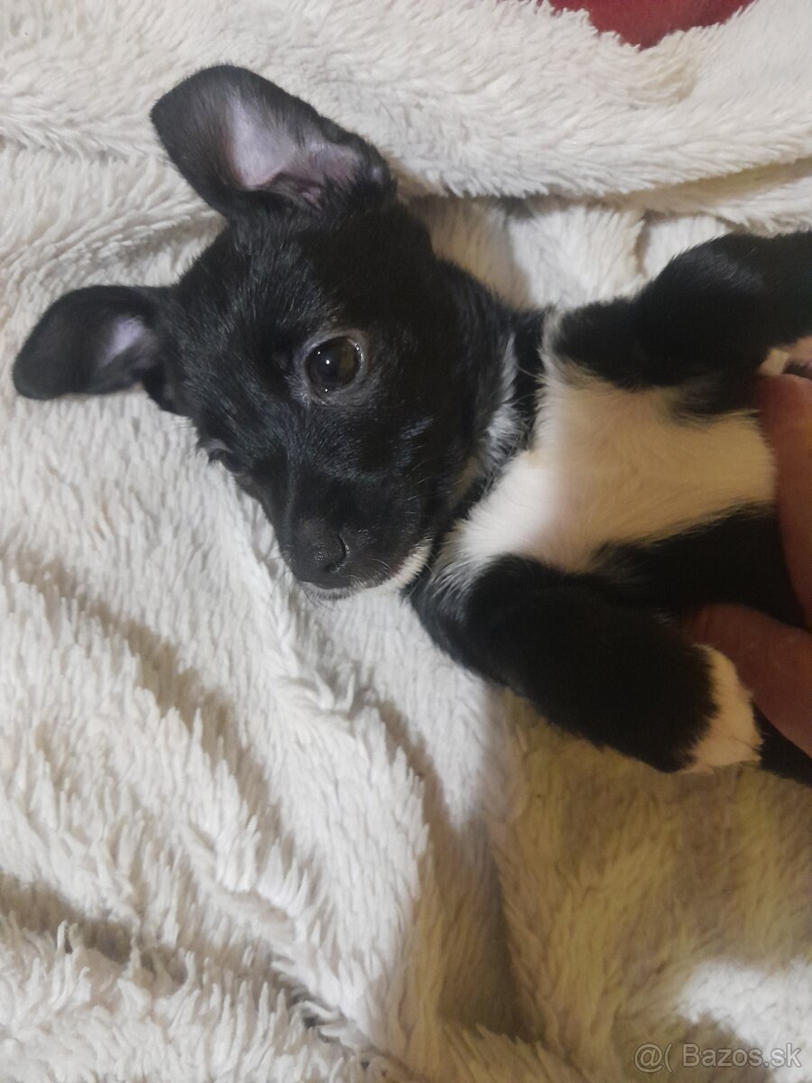 Darujem do dobrých rúk - 5