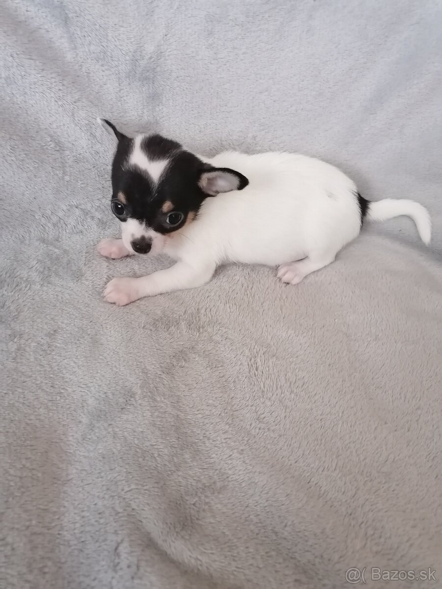 Čivava krátkosrstá - 5