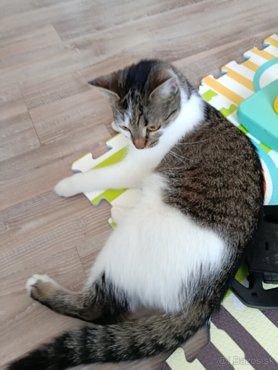 Súrne darujem mačku - 5