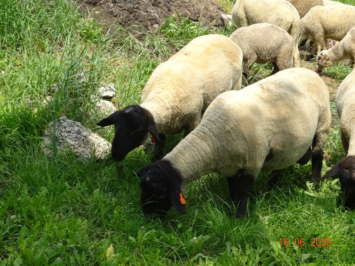 Plemenné barany Suffolk s POP - 5