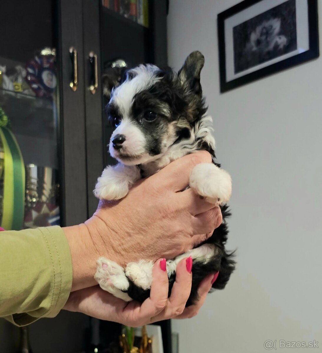 ČÍNSKÝ CHOCHOLATÝ PES/ labutěnka/naháč - 5