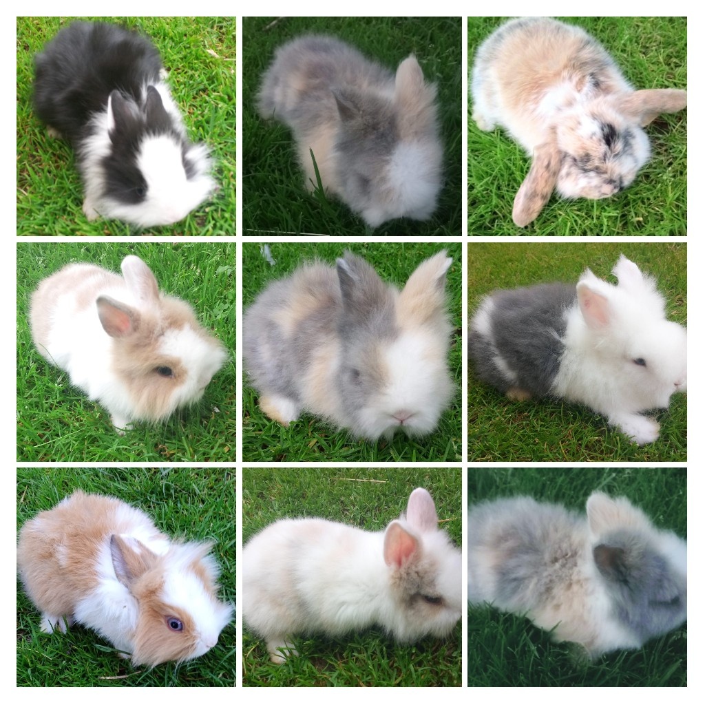 Zdrobnelý, zakrslý kralik - 5