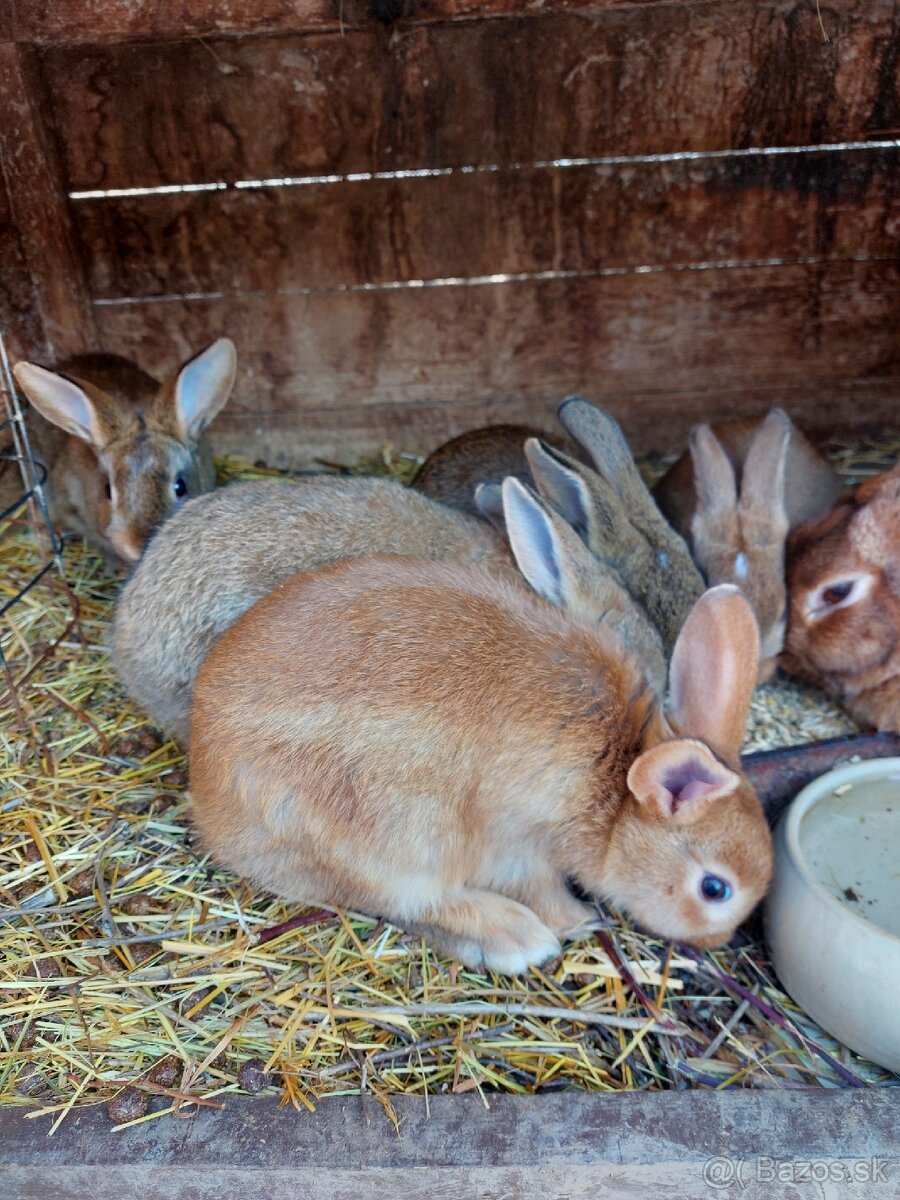 Mladé králiky - 5