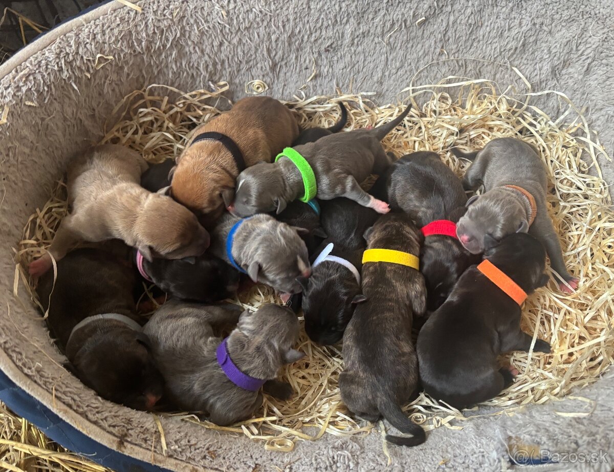 Americký stafordsirsky terier, Stafford, amstaf - 5