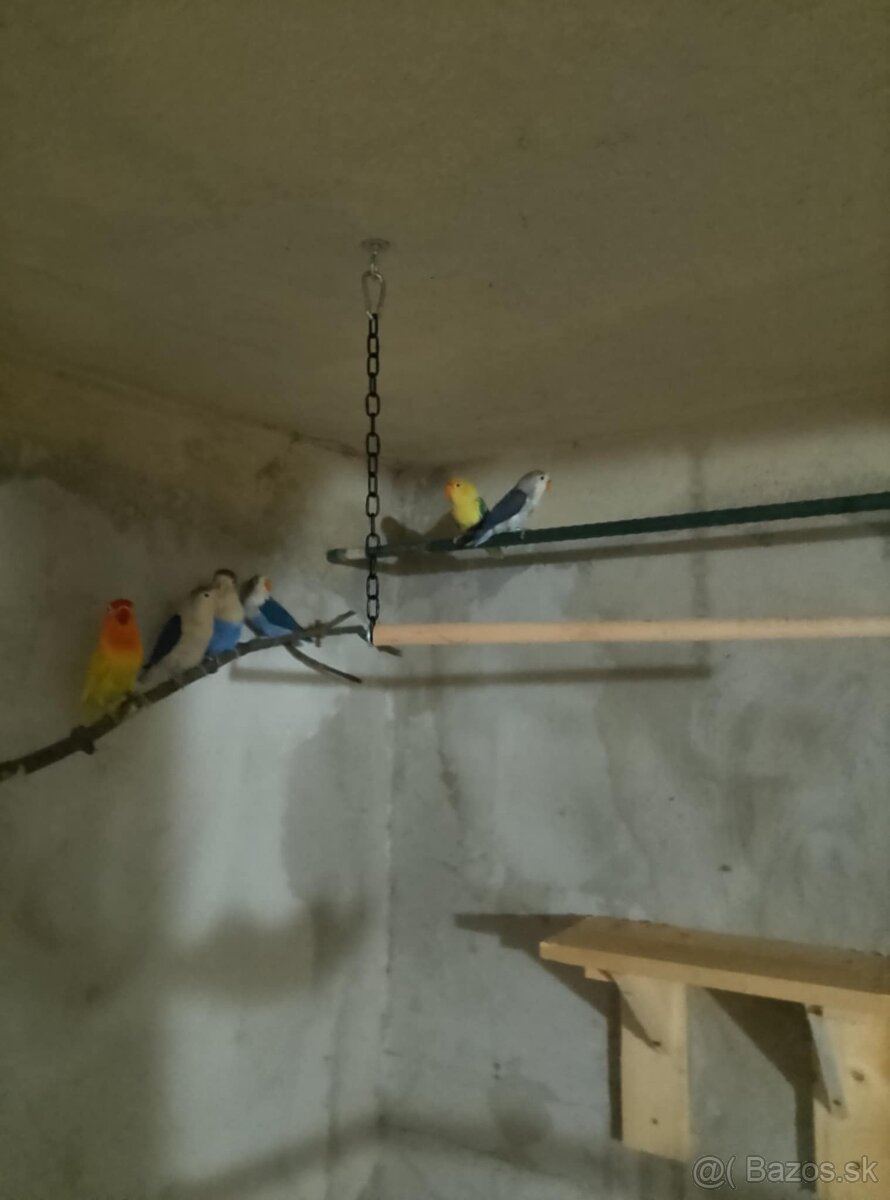 Agapornis Fisher - 5