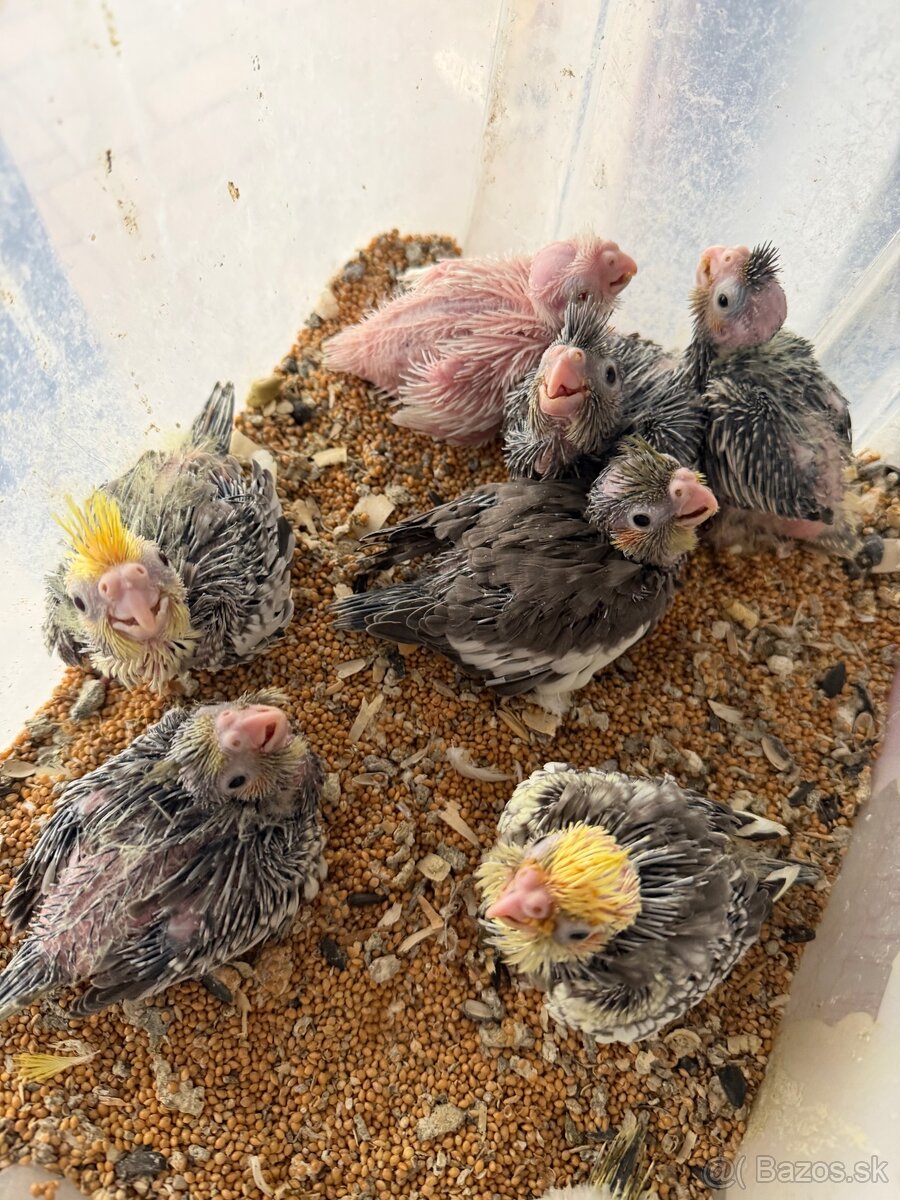 Korely ručne dokrmene. Rezervácie - 5