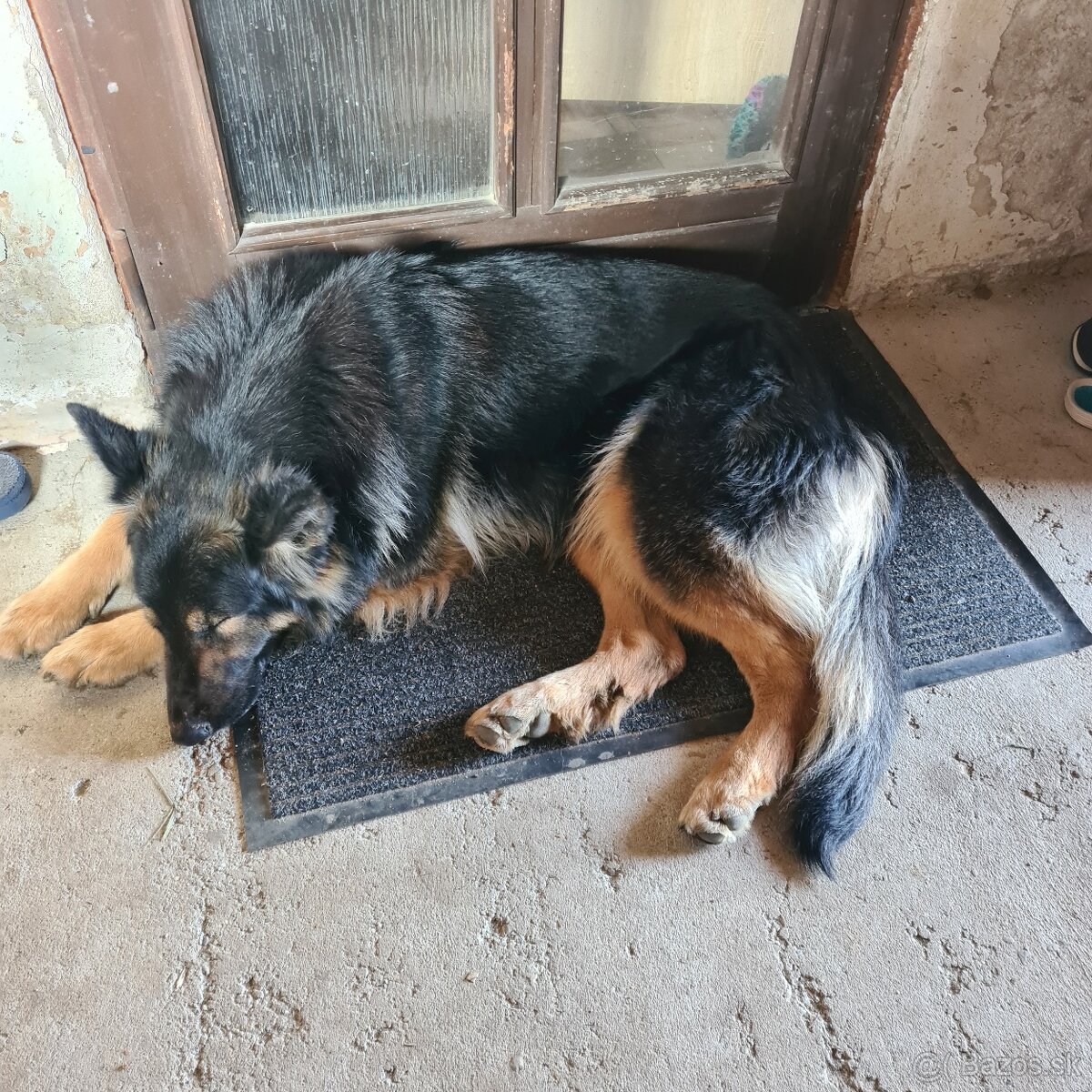 Darujem N ovčiaka fenku - 5