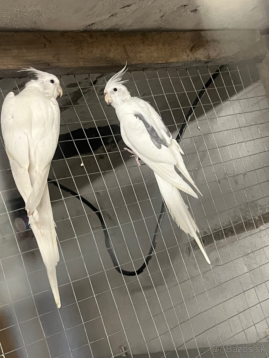 Predám andulky,korely,Neofemy, kráľovsky . - 5