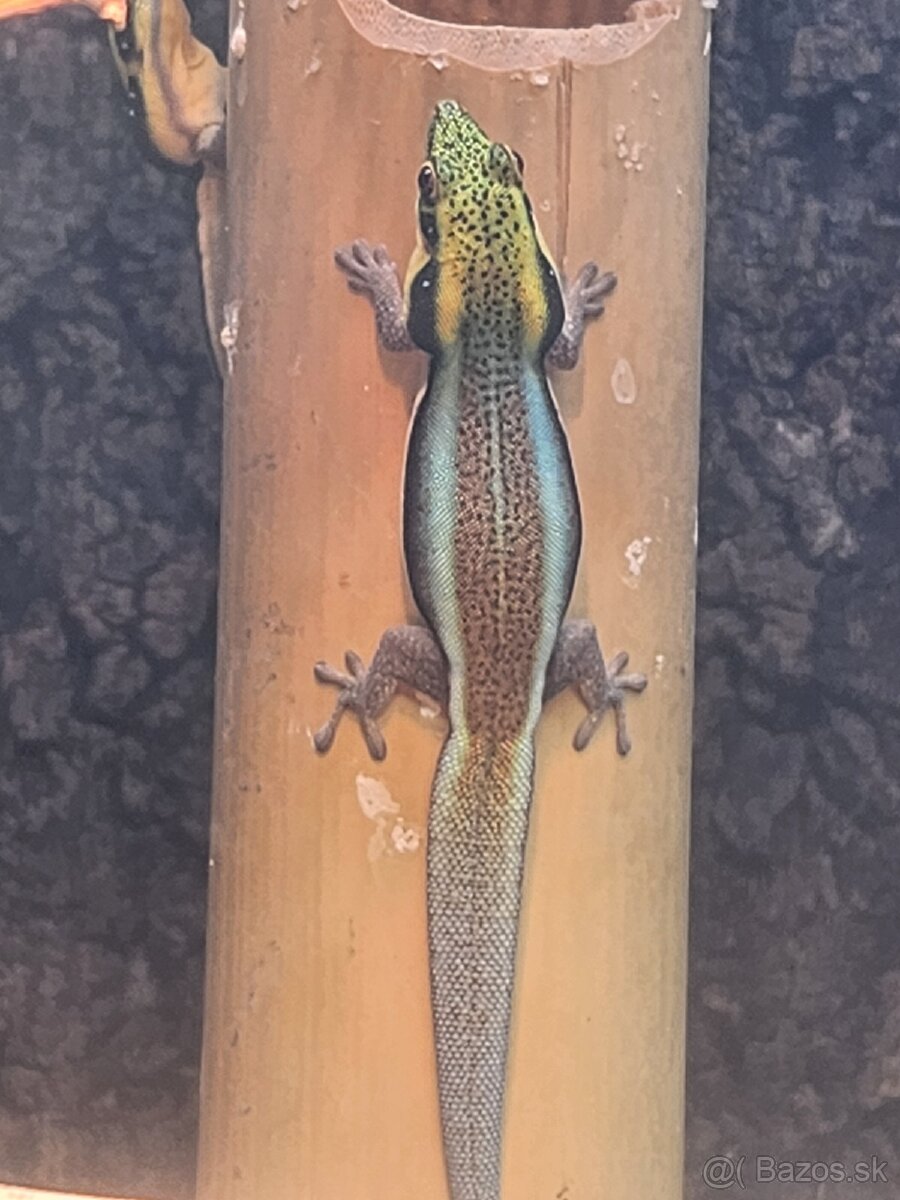 predám Phelsuma klemmeri 2+3 - 5