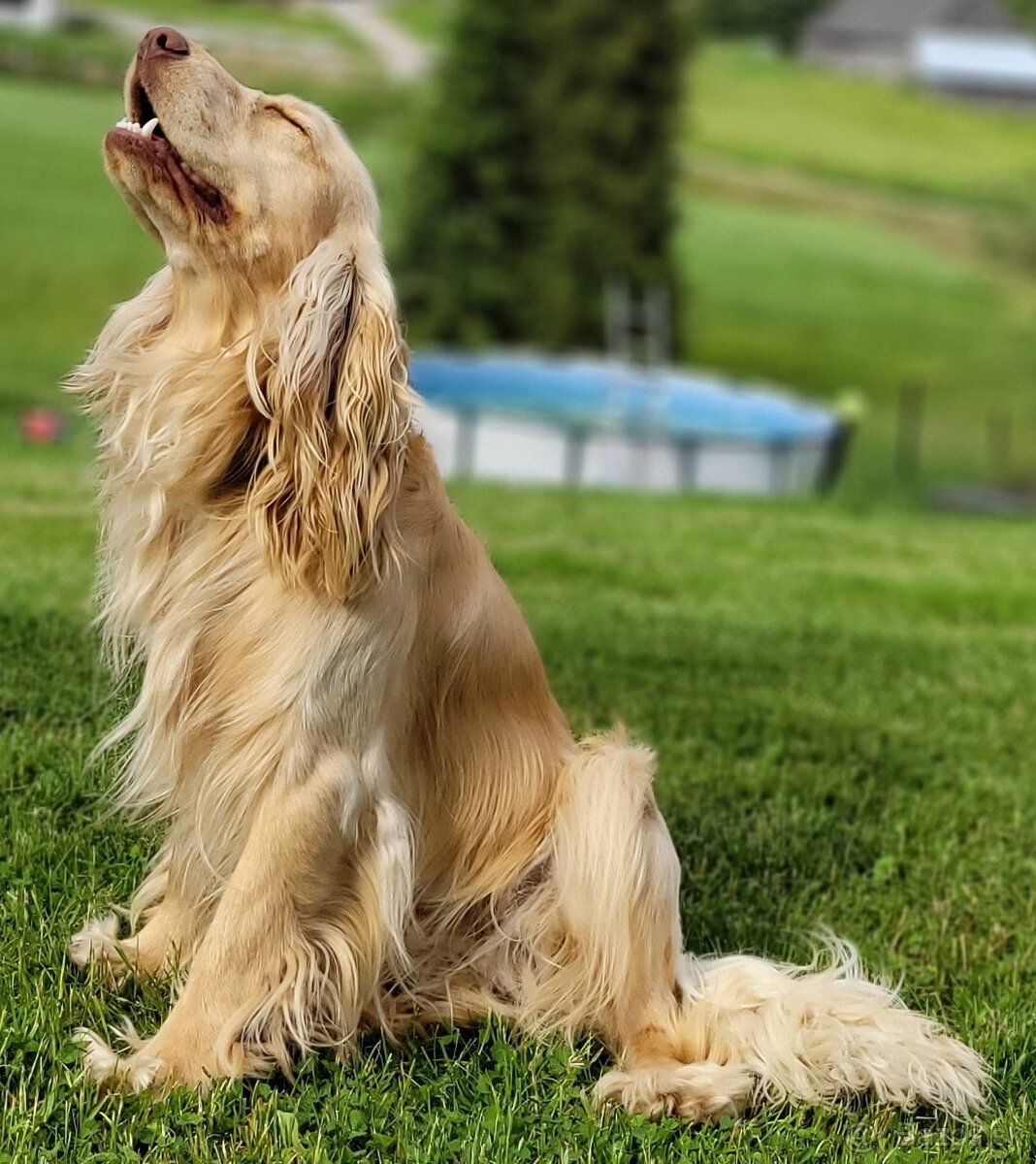 Anglický kokeršpaniel s rodokmeňom - 5