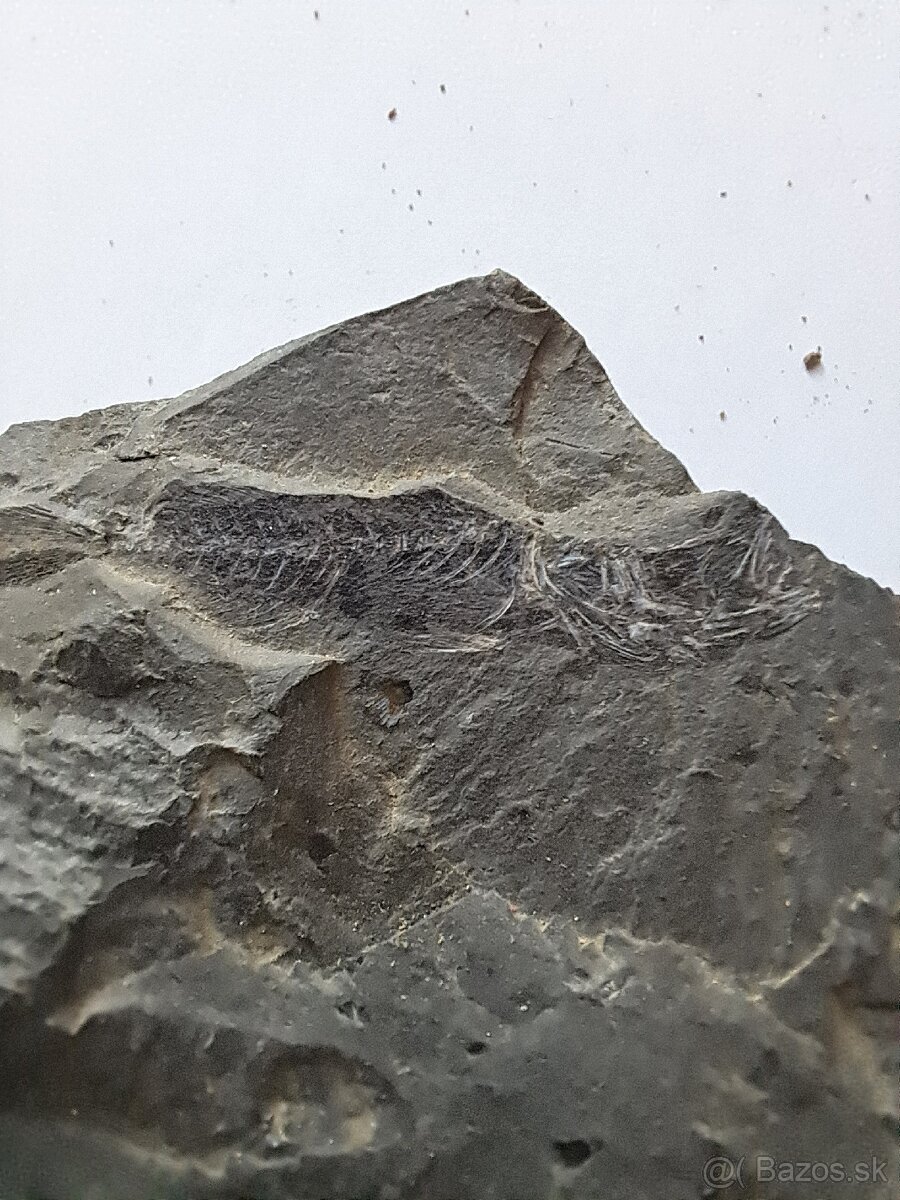 Zbierka fosílií - 5