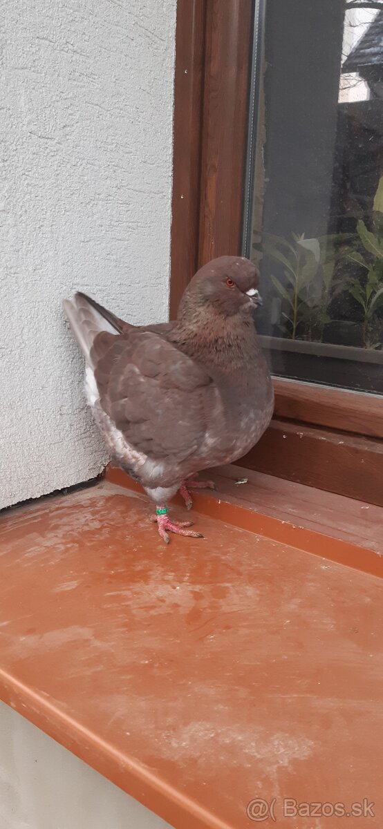 Americký King 2025 Samec. - 5